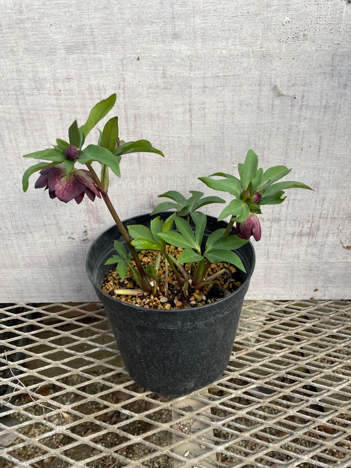 クリスマスローズ ダブル26-5 バイカラー5号鉢 開花株 - メルカリ