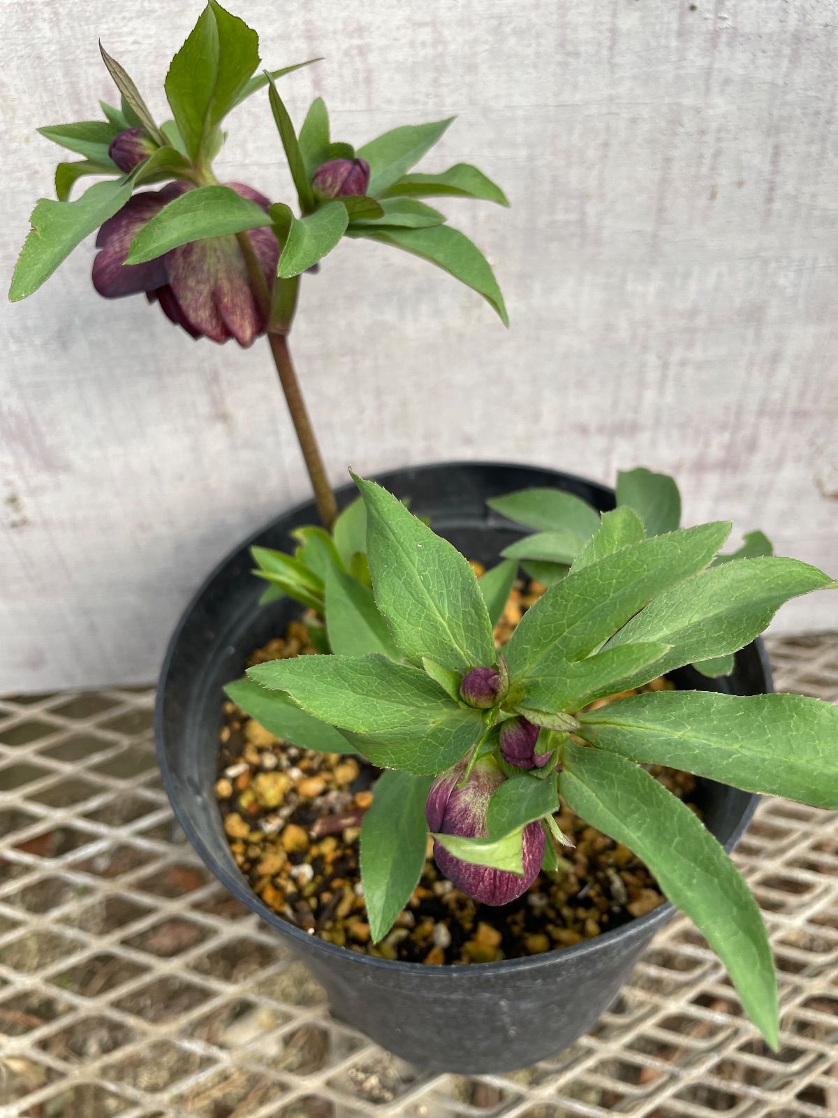 クリスマスローズ ダブル26-5 バイカラー5号鉢 開花株 - メルカリ