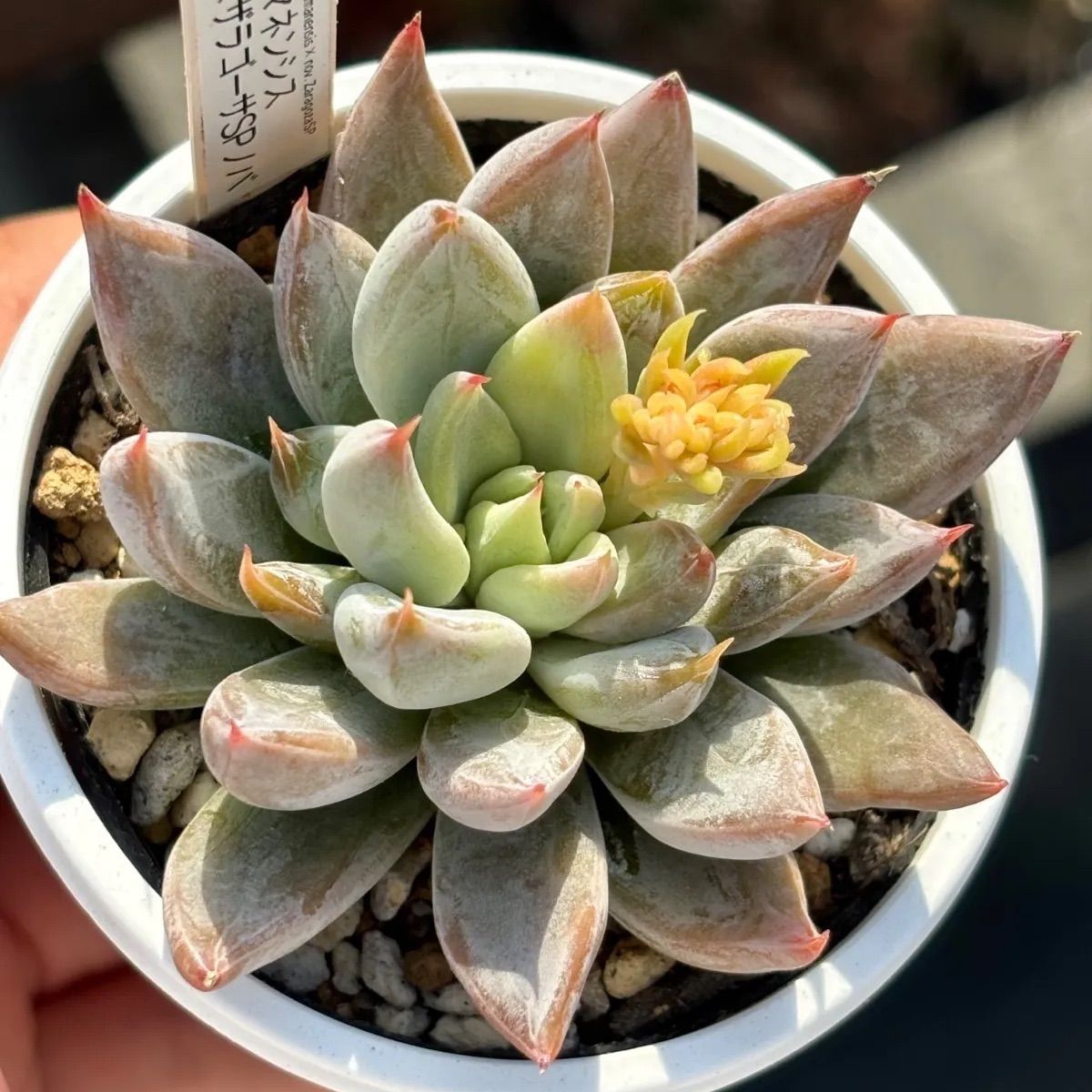 ☆人気レア品種！☆トリマネンシス×ザラゴーサSPノバ 多肉植物 （抜き