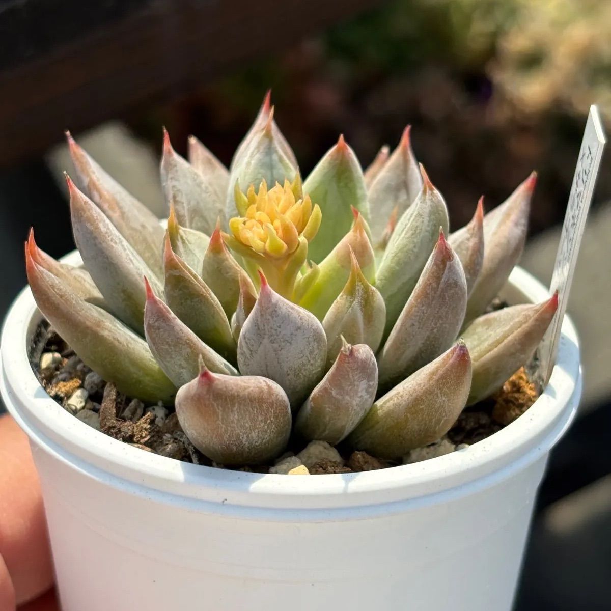 ☆人気レア品種！☆トリマネンシス×ザラゴーサSPノバ 多肉植物 （抜き