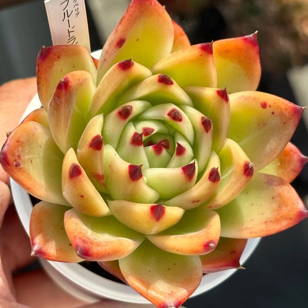 ☆人気品種！☆ブルードラゴン 多肉植物（抜き苗）自家繁殖 国産