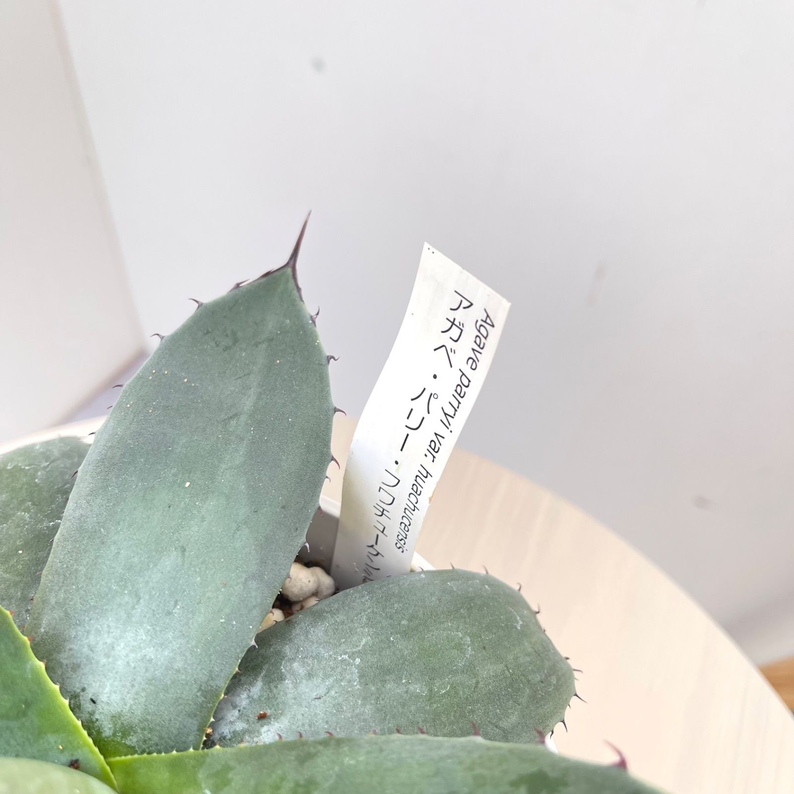 アガベ パリー フワチューケンシス 4【現品】観葉植物 多肉植物 屋外