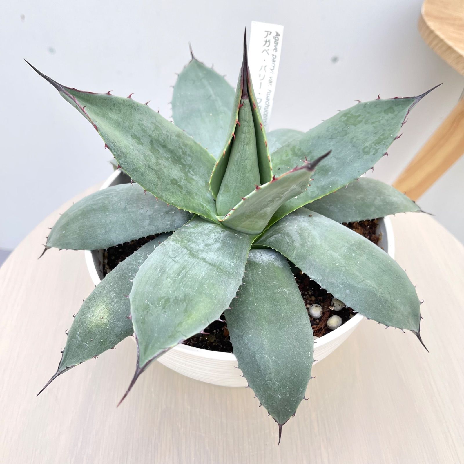 アガベ パリー フワチューケンシス 4【現品】観葉植物 多肉植物 屋外