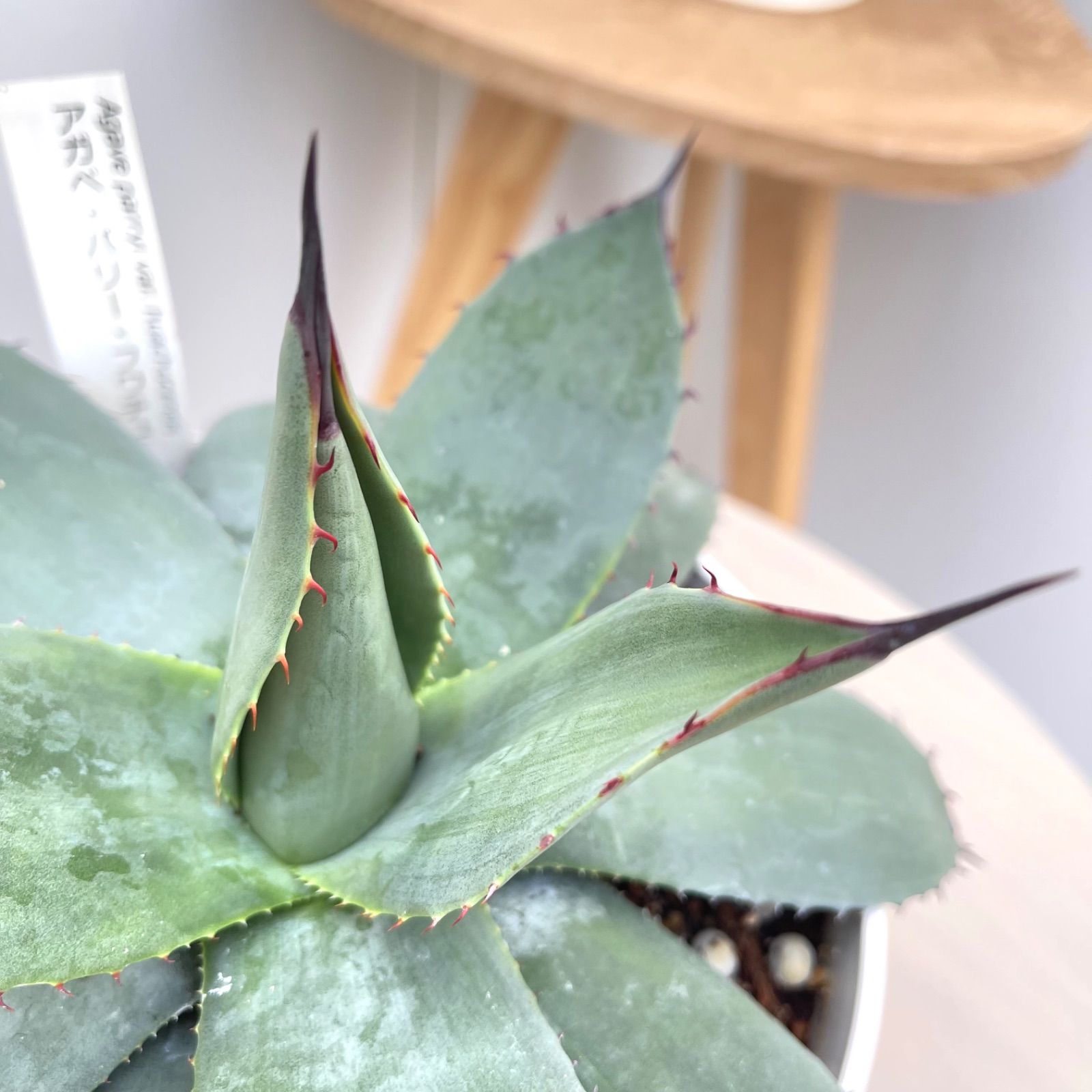 アガベ パリー フワチューケンシス 4【現品】観葉植物 多肉植物 屋外