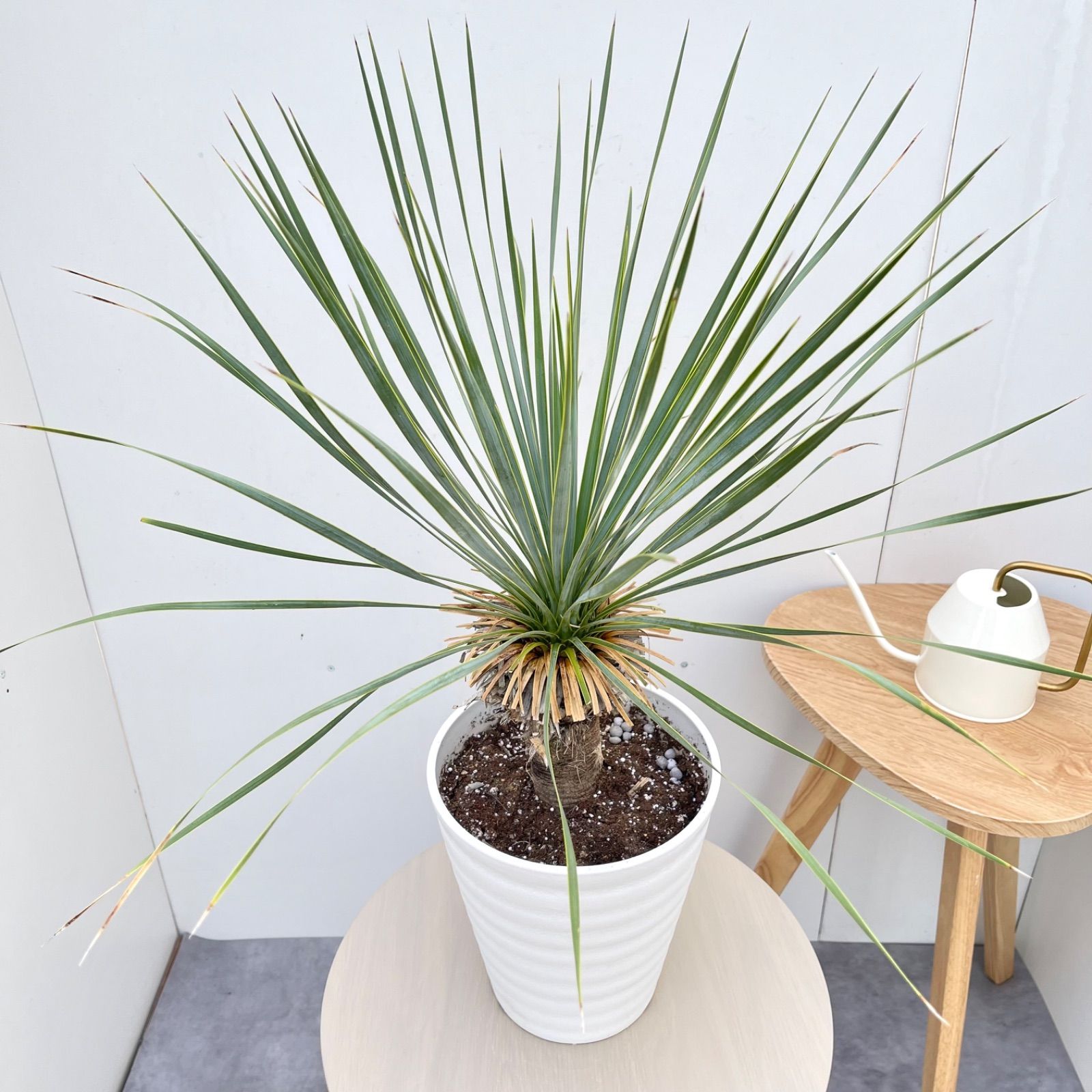 ユッカ ロストラータ 24【現品】 ☆希少☆ 観葉植物 7号 - メルカリ