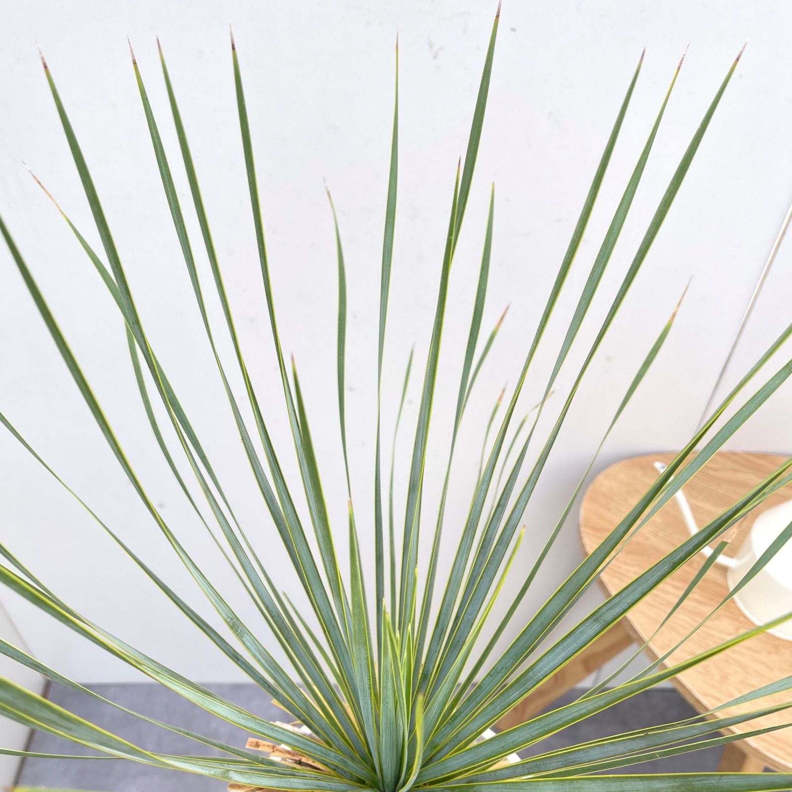 ユッカ ロストラータ 24【現品】 ☆希少☆ 観葉植物 7号 - メルカリ