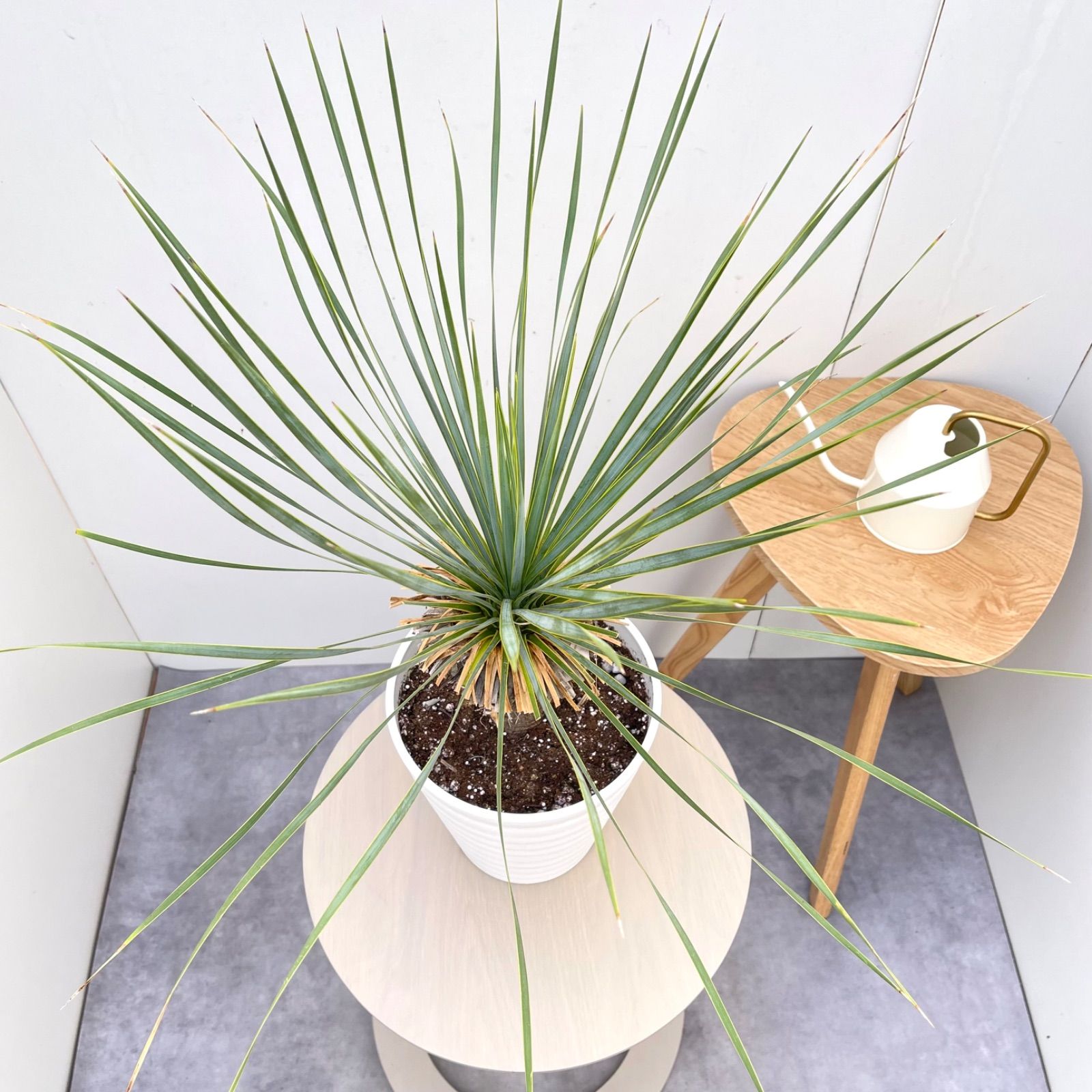 ユッカ ロストラータ 24【現品】 ☆希少☆ 観葉植物 7号 - メルカリ