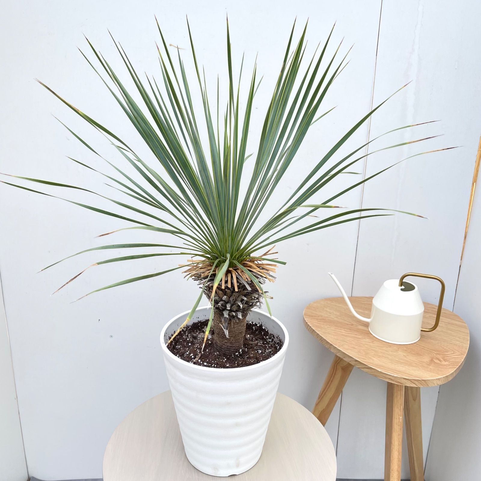 ユッカ ロストラータ 24【現品】 ☆希少☆ 観葉植物 7号 - メルカリ