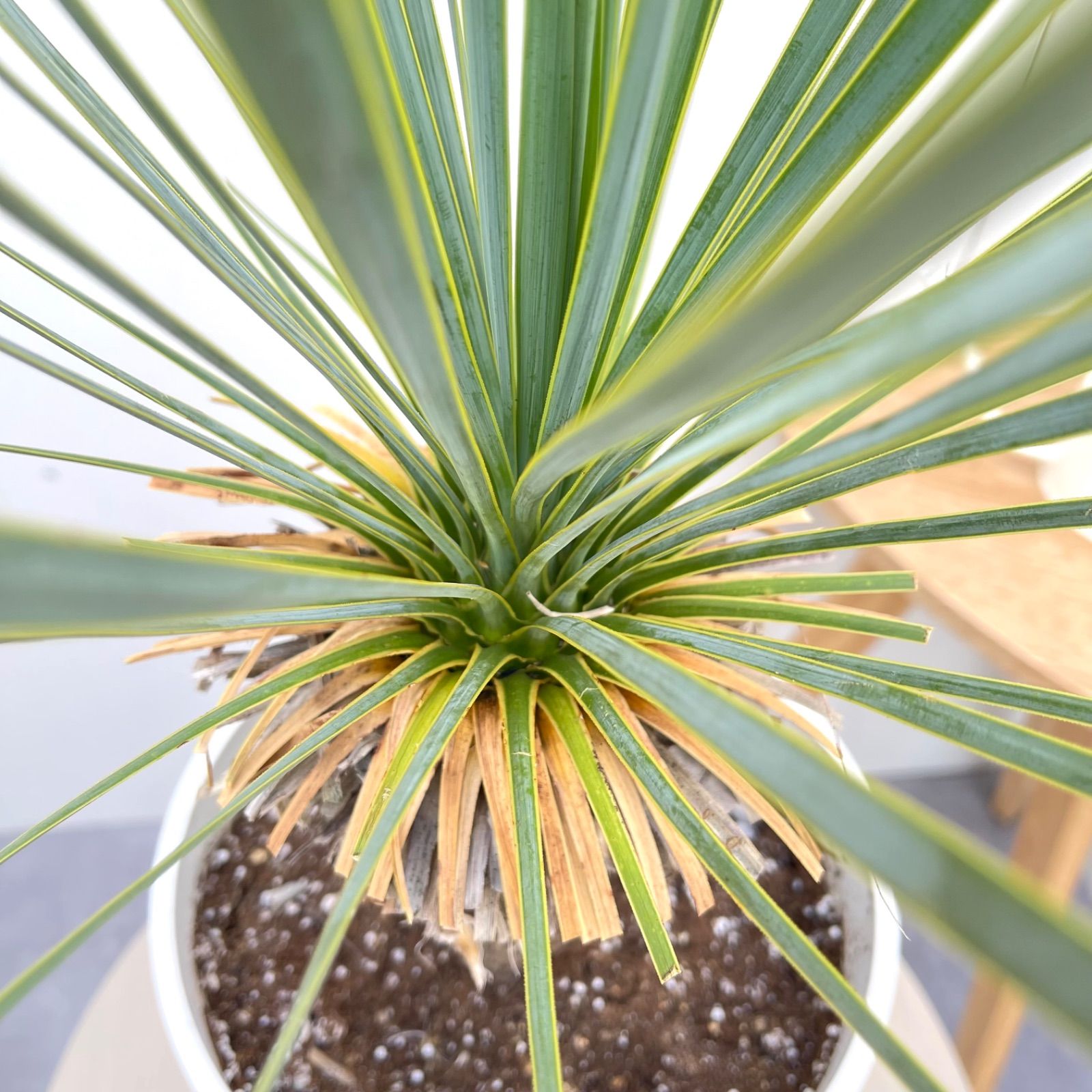 ユッカ ロストラータ 24【現品】 ☆希少☆ 観葉植物 7号 - メルカリ