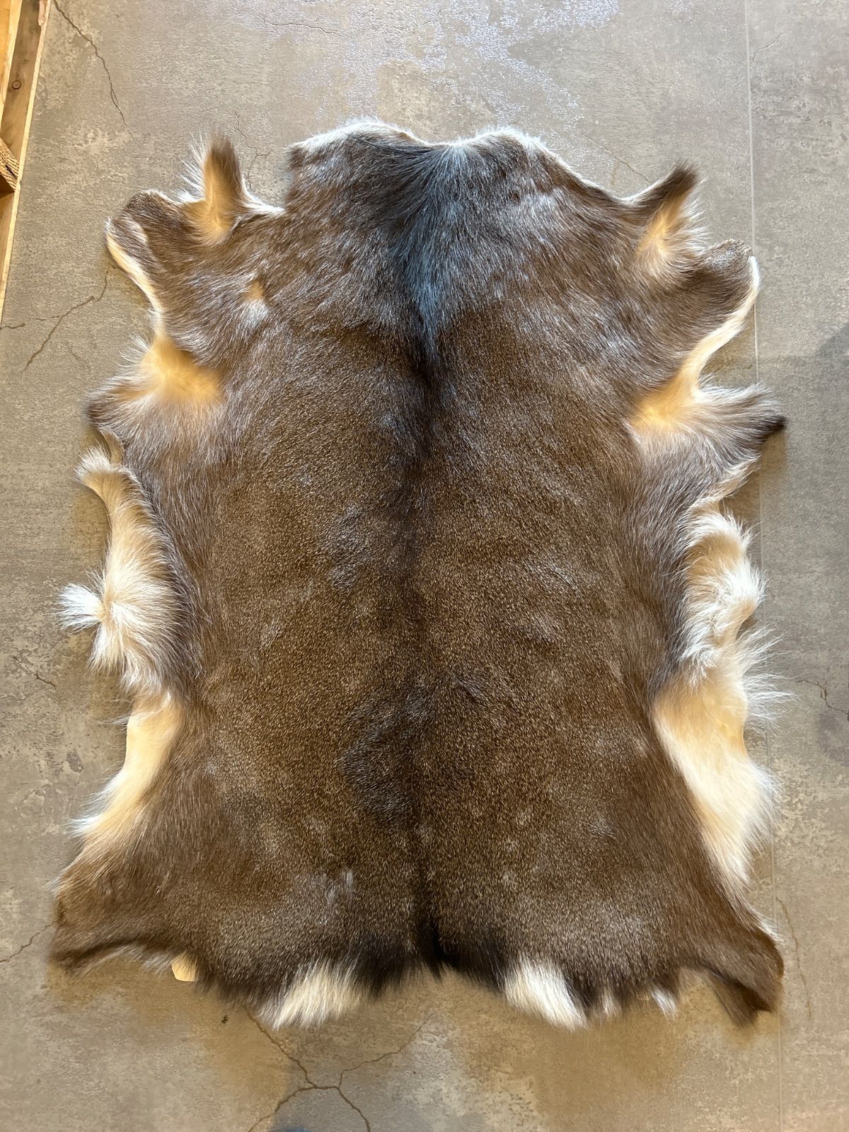 鹿の毛皮 ラグ敷物 毛革 鹿革 鹿13 ブッシュクラフト 野営 キャンプ