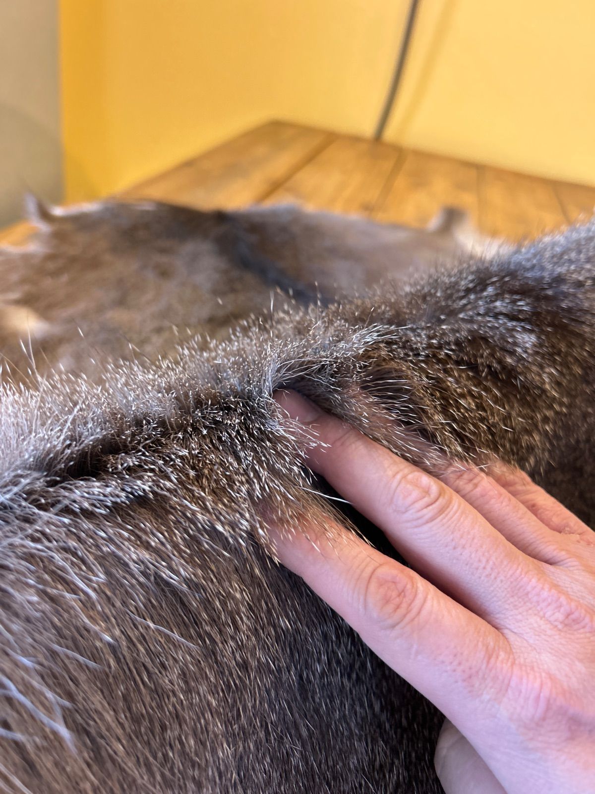 鹿の毛皮 ラグ敷物 毛革 鹿革 鹿13 ブッシュクラフト 野営 キャンプ