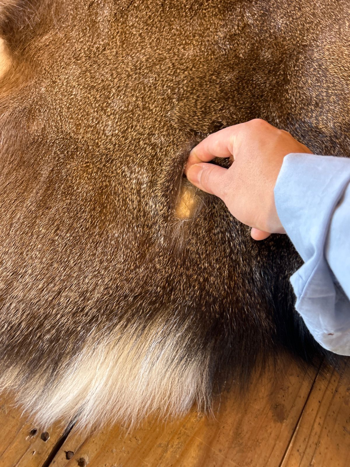 鹿の毛皮 ラグ敷物 毛革 鹿革 鹿13 ブッシュクラフト 野営 キャンプ