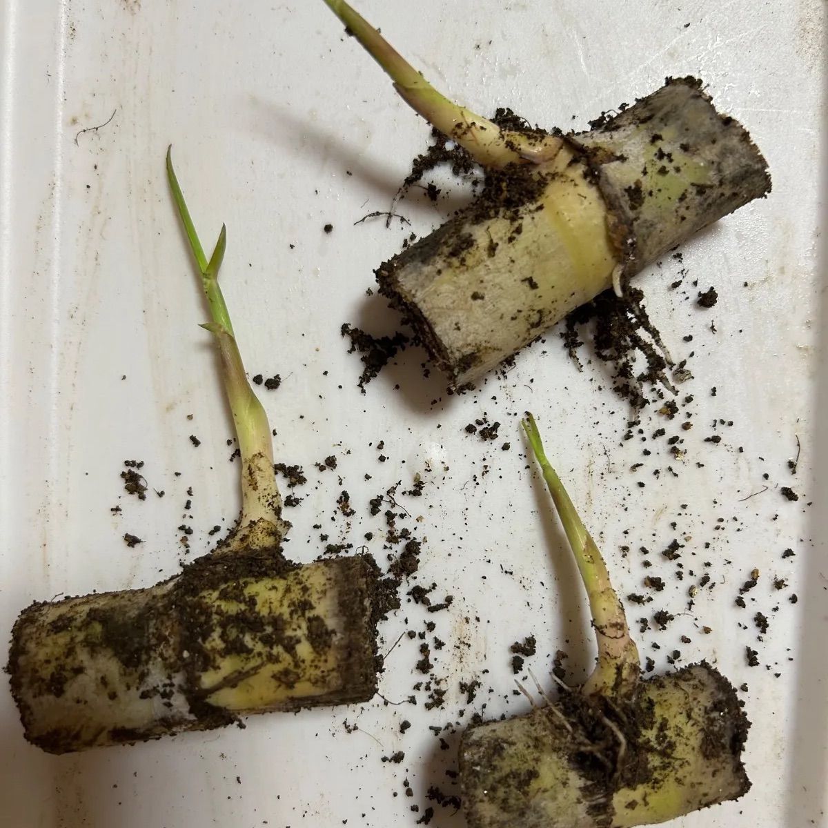 家庭菜園 サトウキビ、種、苗、野菜、さとうきび苗5本 ネコホス - メルカリ