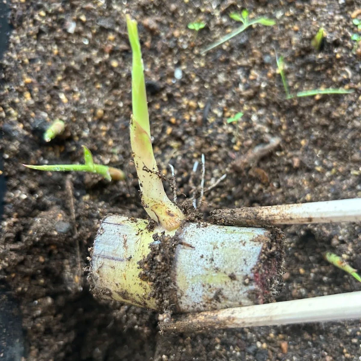 家庭菜園 サトウキビ、種、苗、野菜、さとうきび苗5本 ネコホス - メルカリ