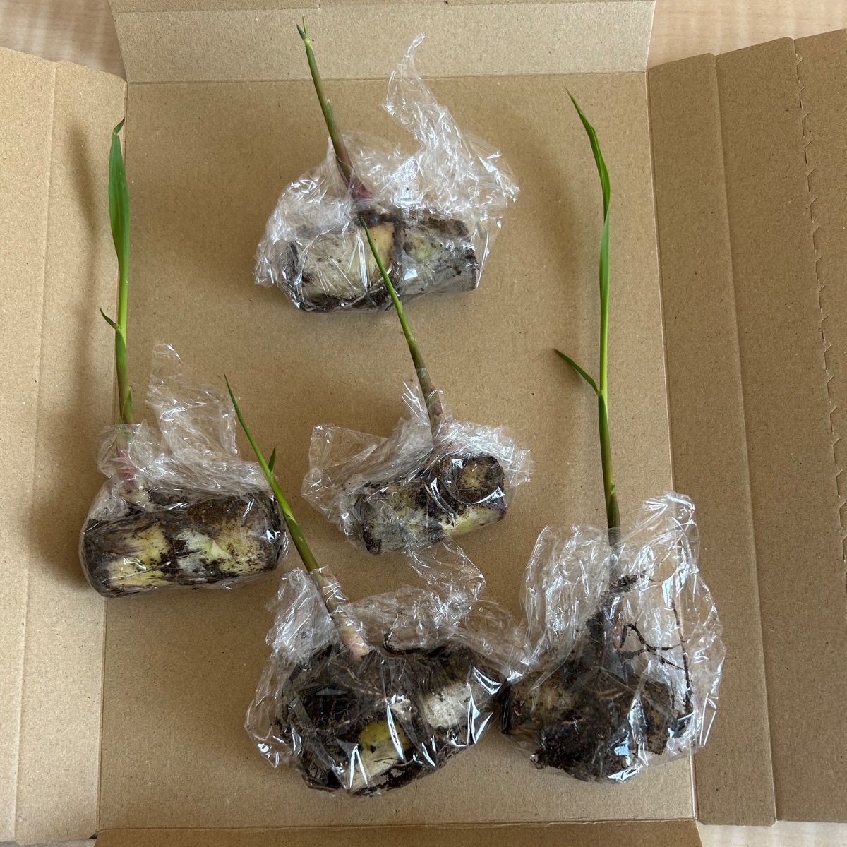 家庭菜園 サトウキビ、種、苗、野菜、さとうきび苗5本 ネコホス - メルカリ