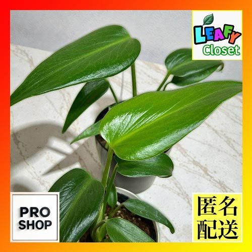 観葉植物 モンステラ バールマルクスフレーム 3.5号白鉢(個体おまかせ1