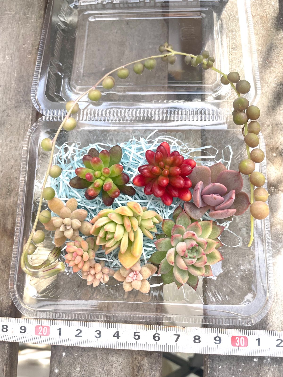 ☆多肉植物カット苗詰め合わせ➁番☆寄せ植えセット☆エケベリア小苗