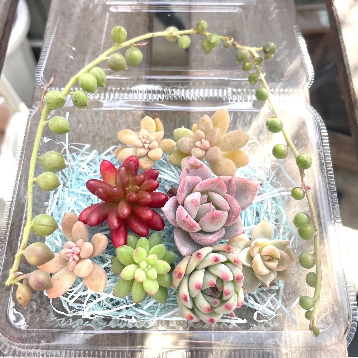 ☆多肉植物カット苗詰め合わせ➃番☆寄せ植えセット☆エケベリア小苗