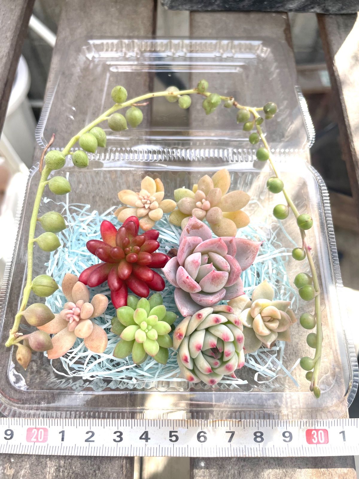 ☆多肉植物カット苗詰め合わせ➃番☆寄せ植えセット☆エケベリア小苗