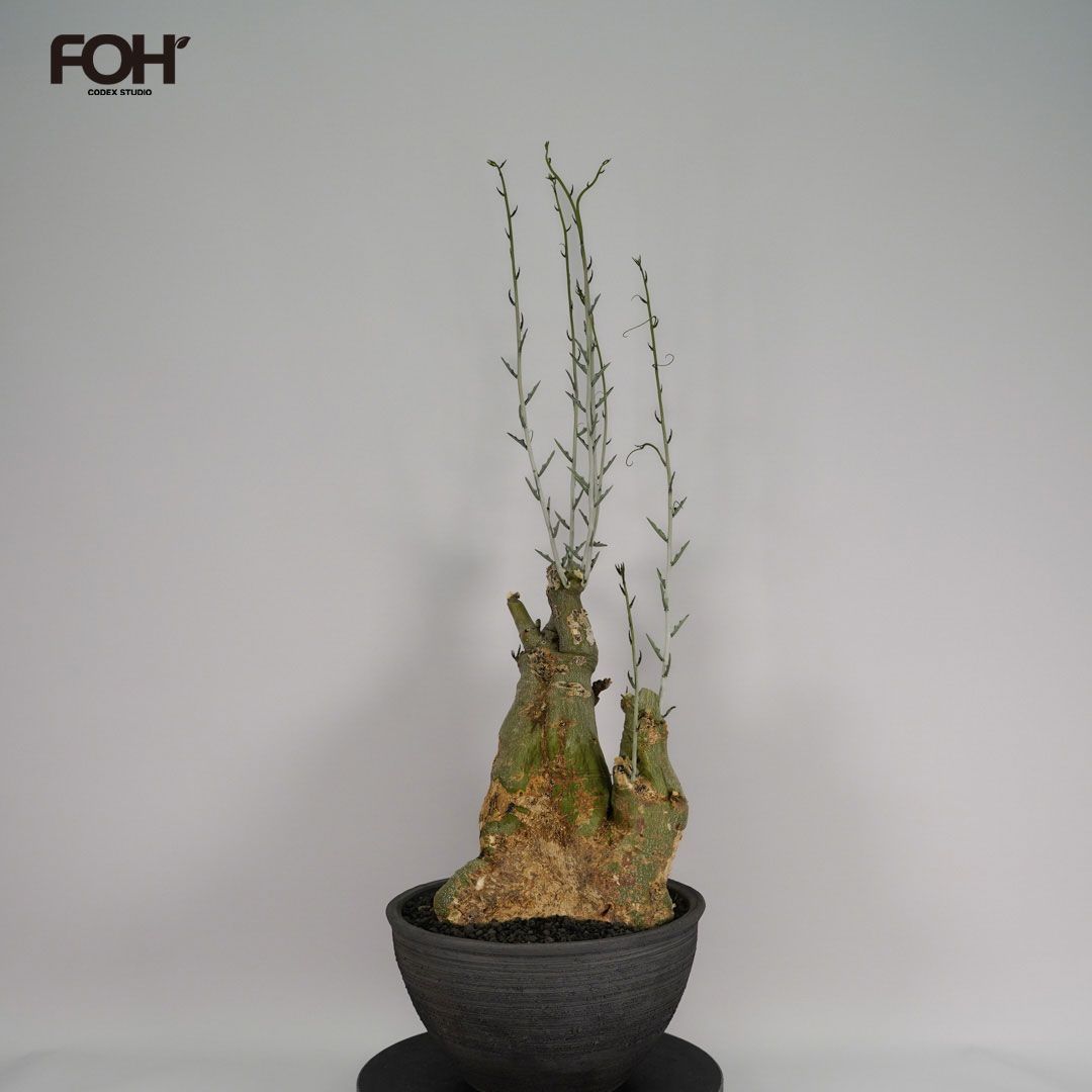 F39 アデニア ペチュエリー Adenia pechuelii ナミビア産 発根済み