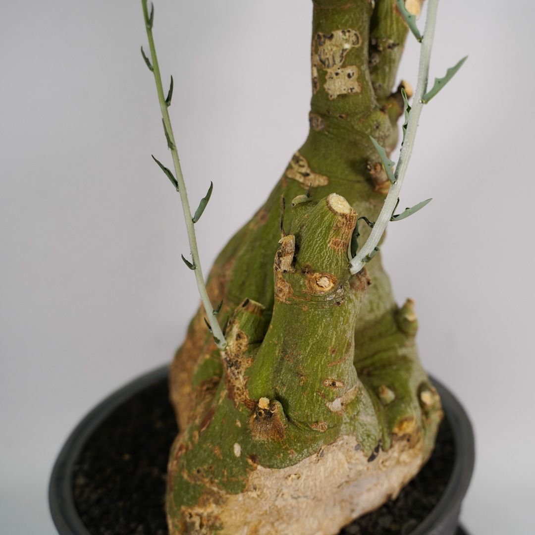 F39 アデニア ペチュエリー Adenia pechuelii ナミビア産 発根済み