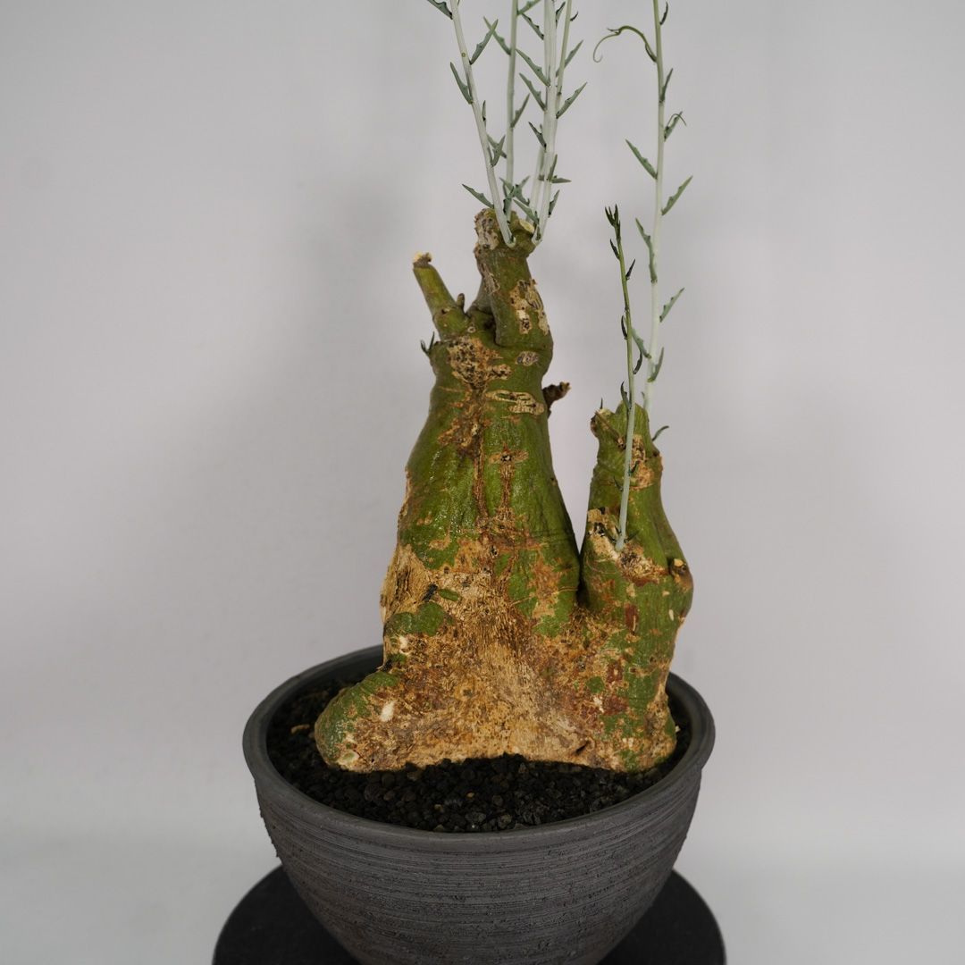 F39 アデニア ペチュエリー Adenia pechuelii ナミビア産 発根済み