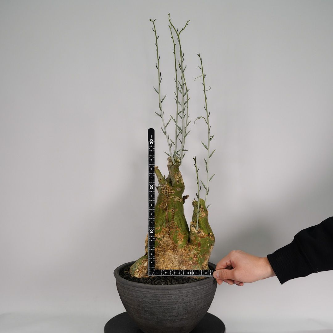 F39 アデニア ペチュエリー Adenia pechuelii ナミビア産 発根済み