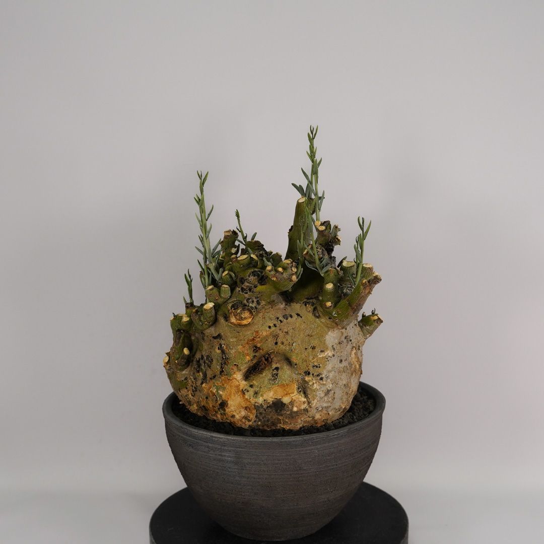 F41 アデニア ペチュエリー Adenia pechuelii ナミビア産 発根済み