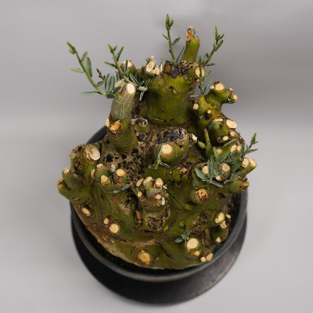 F41 アデニア ペチュエリー Adenia pechuelii ナミビア産 発根済み