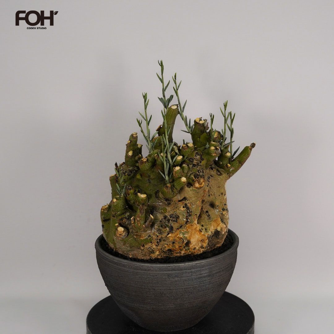 F41 アデニア ペチュエリー Adenia pechuelii ナミビア産 発根済み