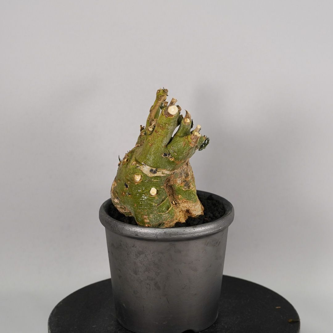 F52 アデニア ペチュエリー Adenia pechuelii ナミビア産 発根済み