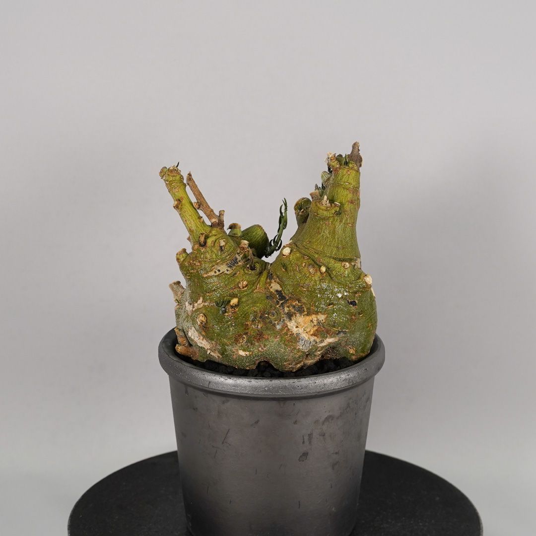 F52 アデニア ペチュエリー Adenia pechuelii ナミビア産 発根済み