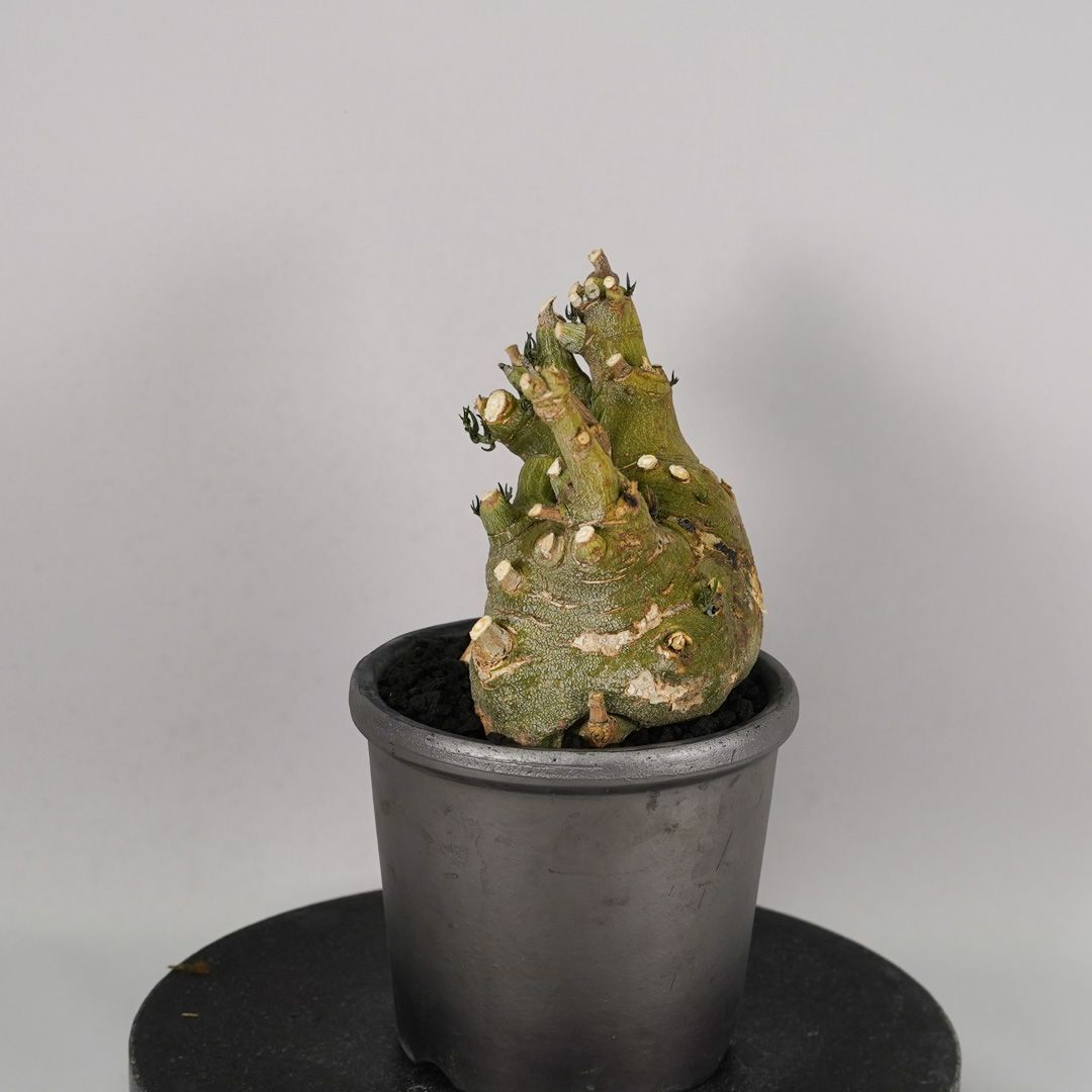 F52 アデニア ペチュエリー Adenia pechuelii ナミビア産 発根済み