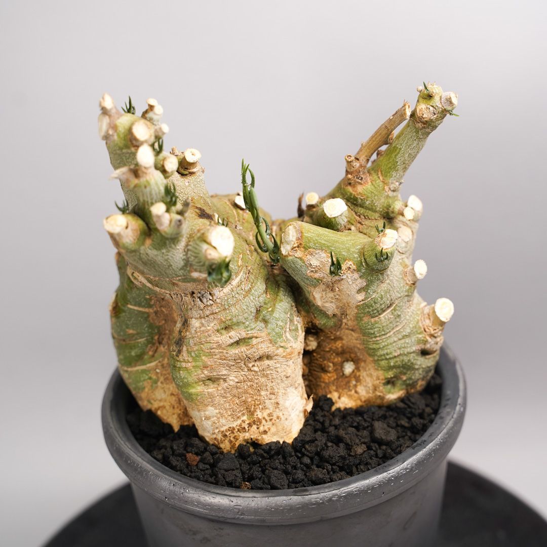 F52 アデニア ペチュエリー Adenia pechuelii ナミビア産 発根済み