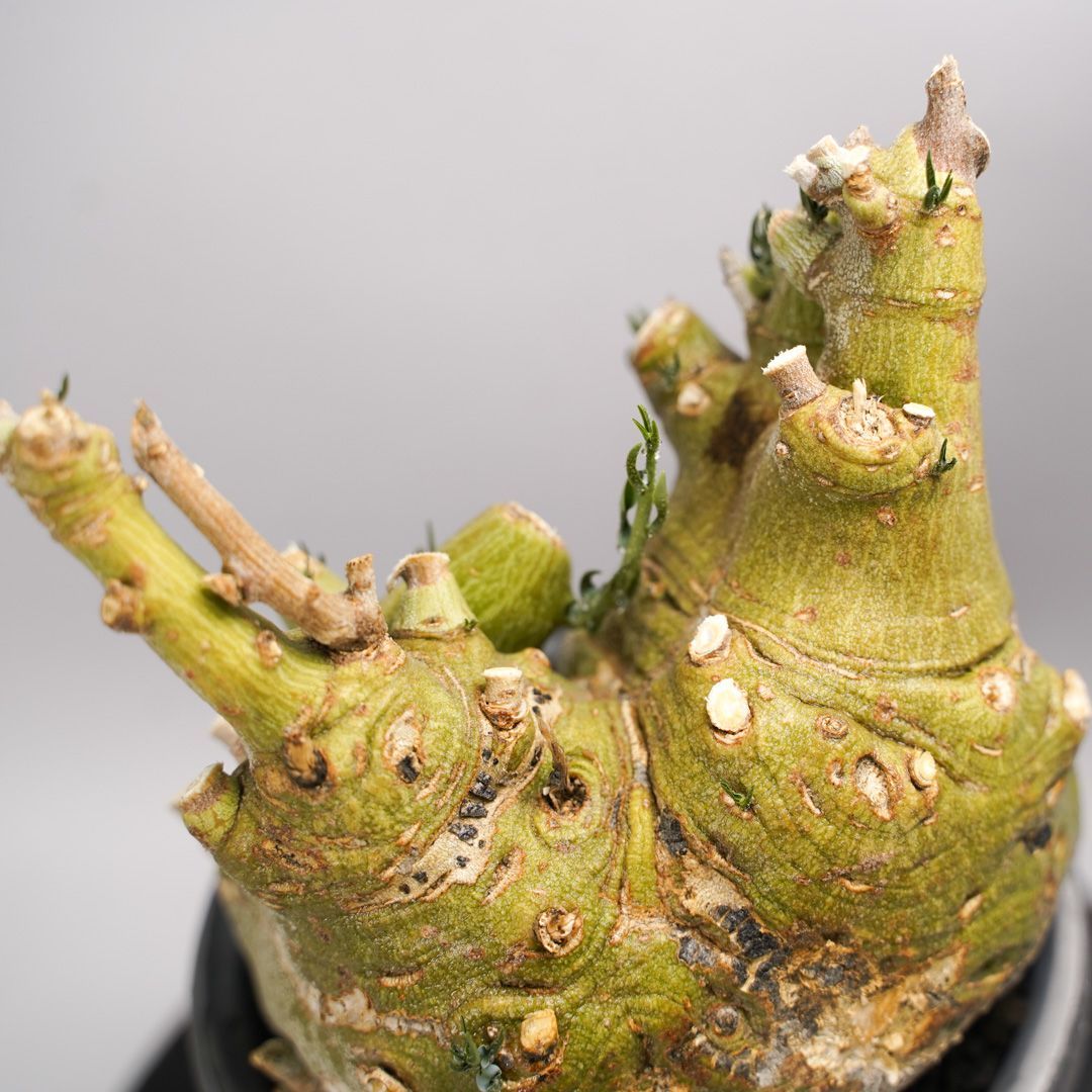 F52 アデニア ペチュエリー Adenia pechuelii ナミビア産 発根済み