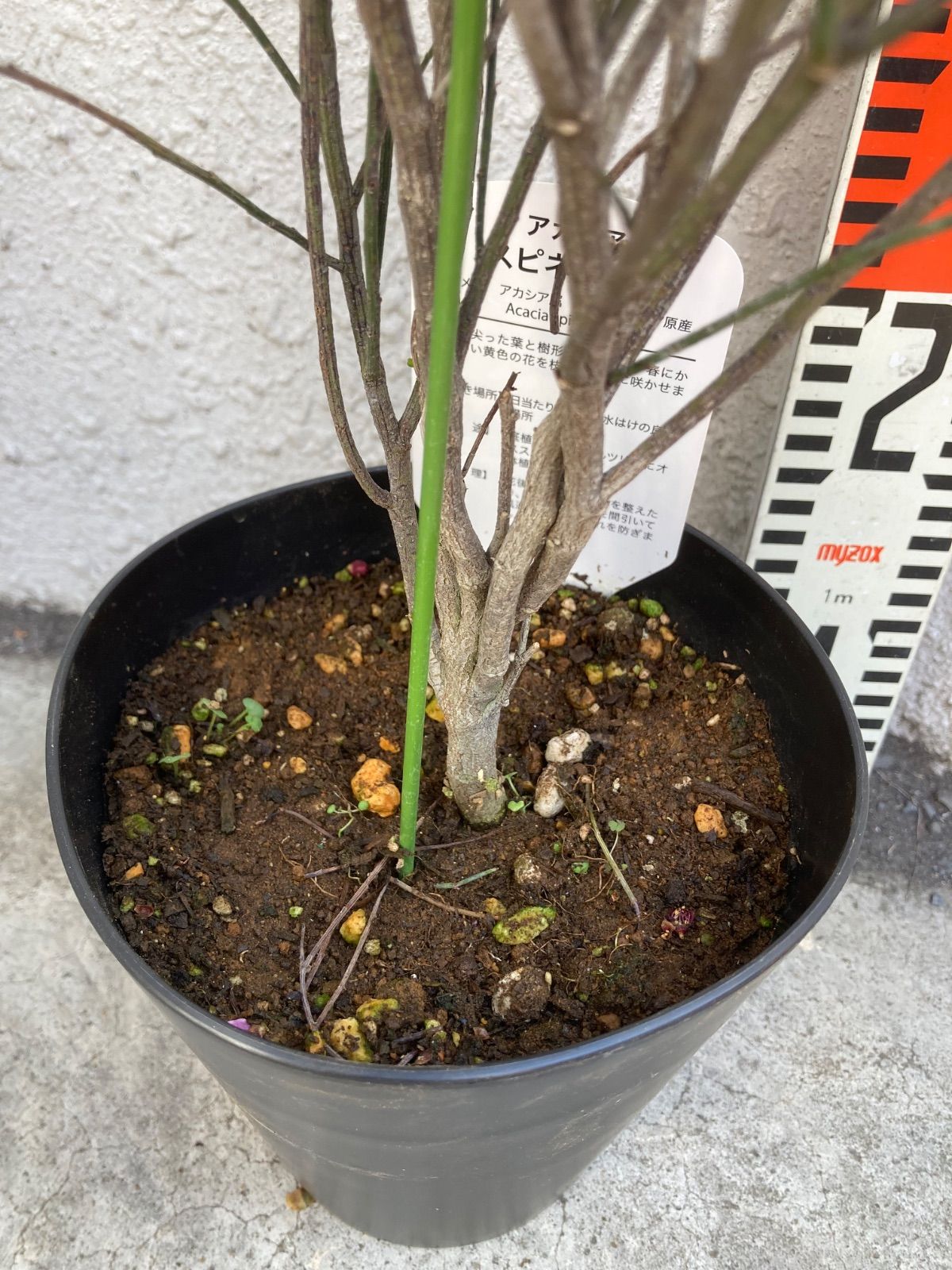 アカシア・スピネセンス - メルカリ