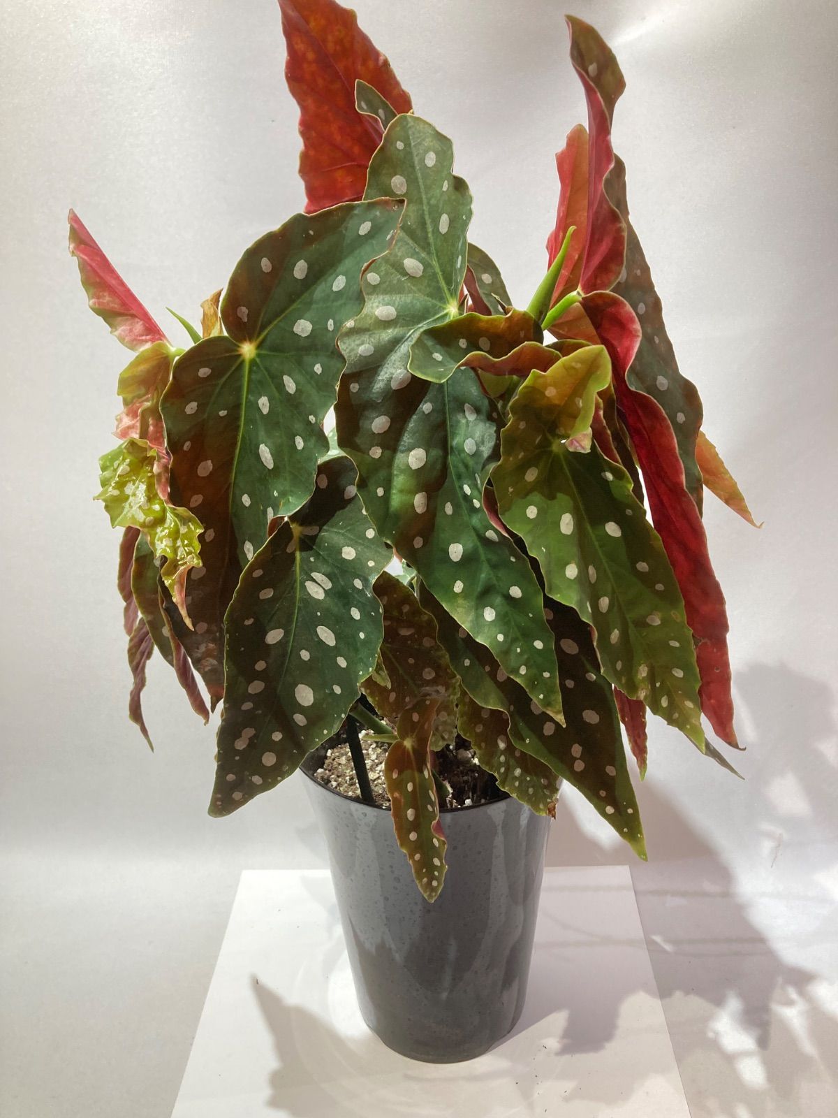 ベゴニア・マクラータ 大株 - メルカリ