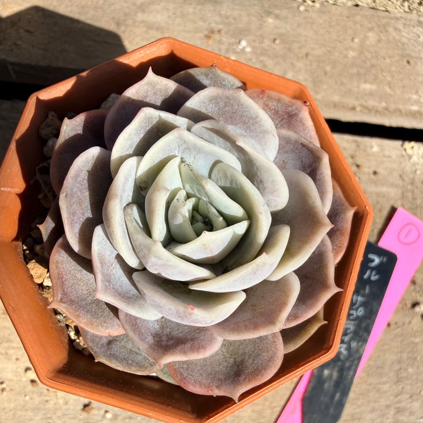 ブルーサプライズ *̣̩⋆̩多肉植物・エケベリア*̣̩⋆̩ - メルカリ