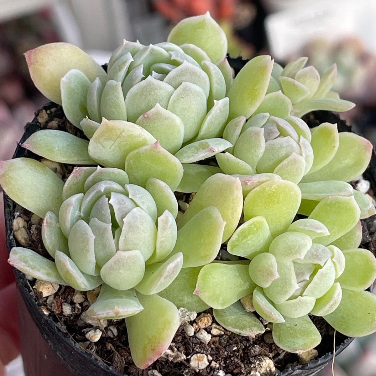 多肉植物♡スイレン❤︎抜き苗(根付き) - メルカリ