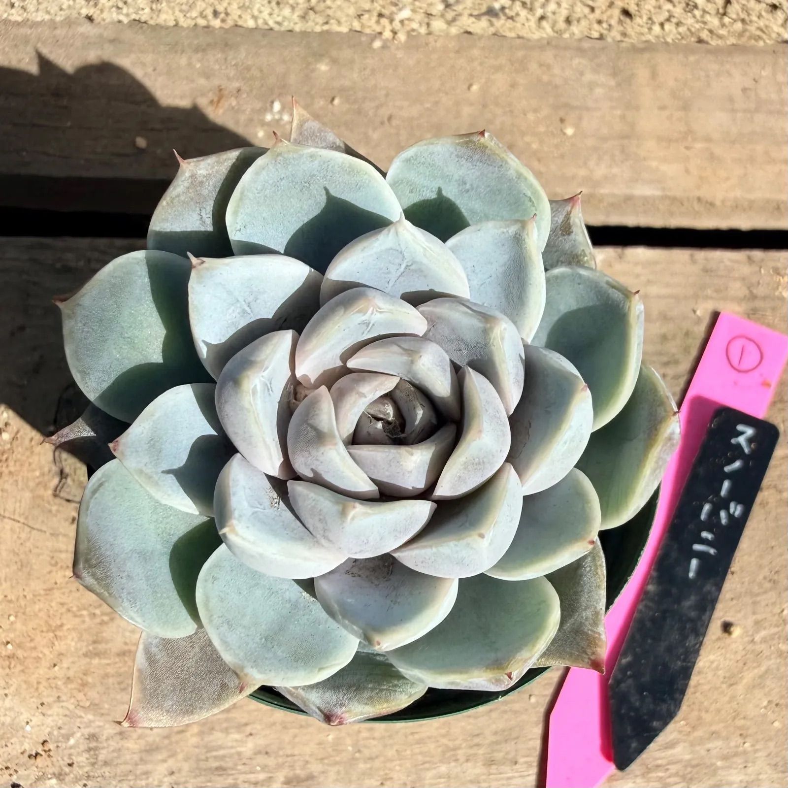 スノーバニー *̣̩⋆̩多肉植物・エケベリア*̣̩⋆̩ - メルカリ