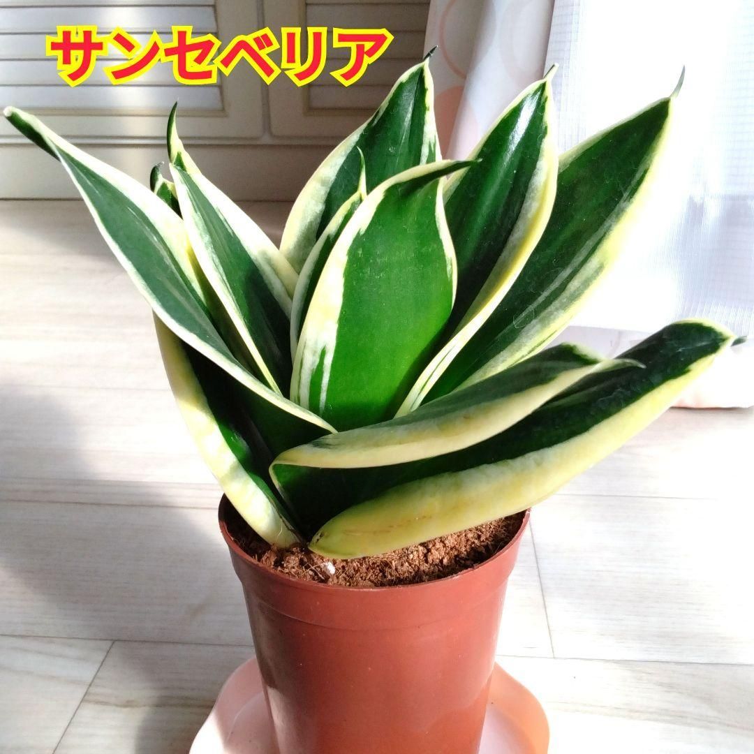 サンセベリア☆サンスベリア☆鉢を含め高さ22cmぐらい☆初心者にもお