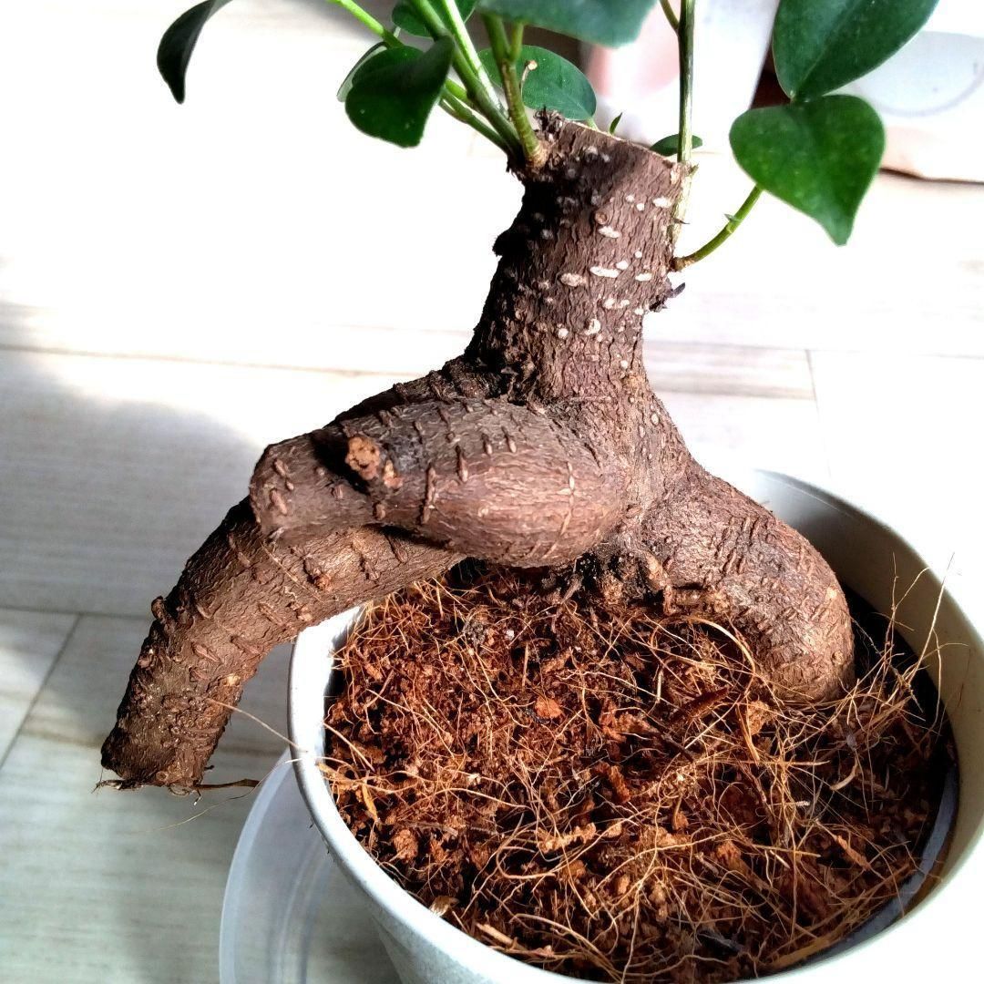 ガジュマル☆観賞用☆多幸の木☆鉢を含め高さ21cmぐらい☆キムジナー