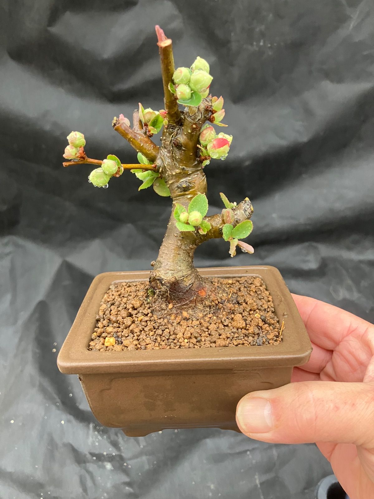 ボケ小盆栽 日月星 陶器鉢 - メルカリ