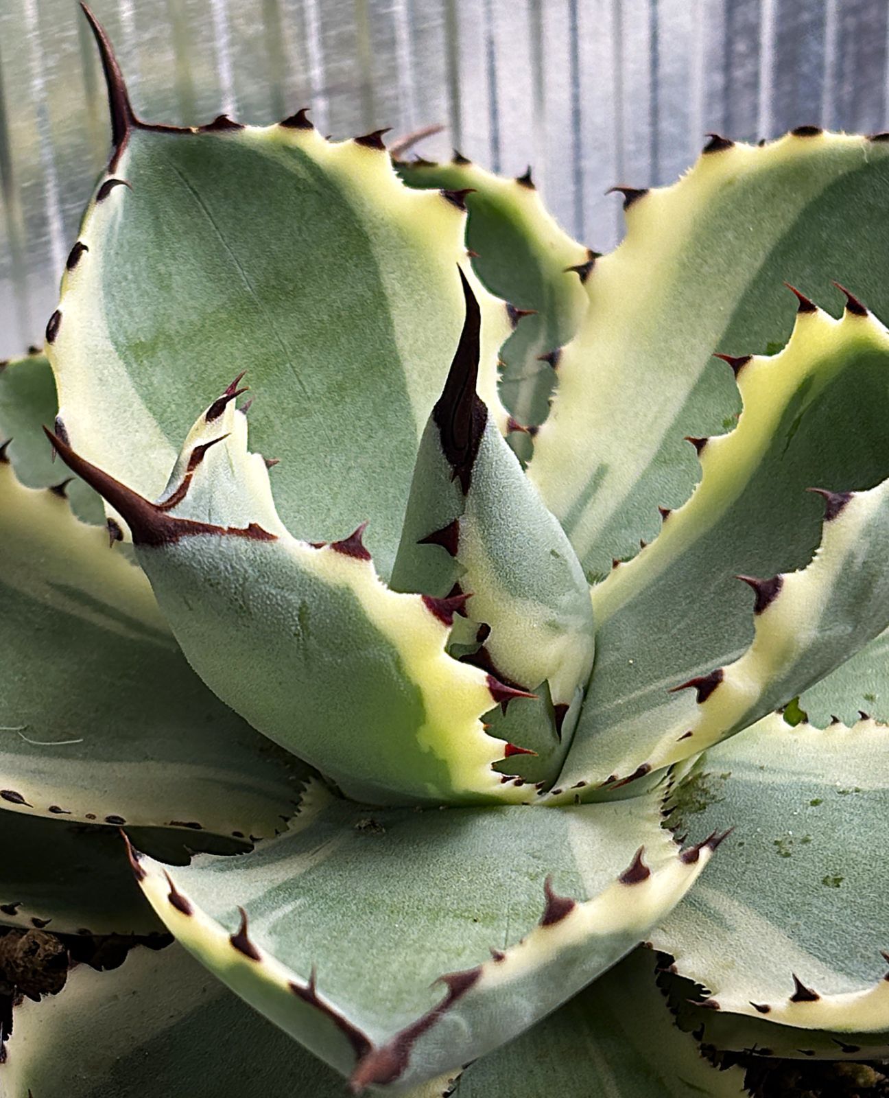 アガベ 吉祥冠錦 現品 発根済み 約12cm 斑入り - メルカリ