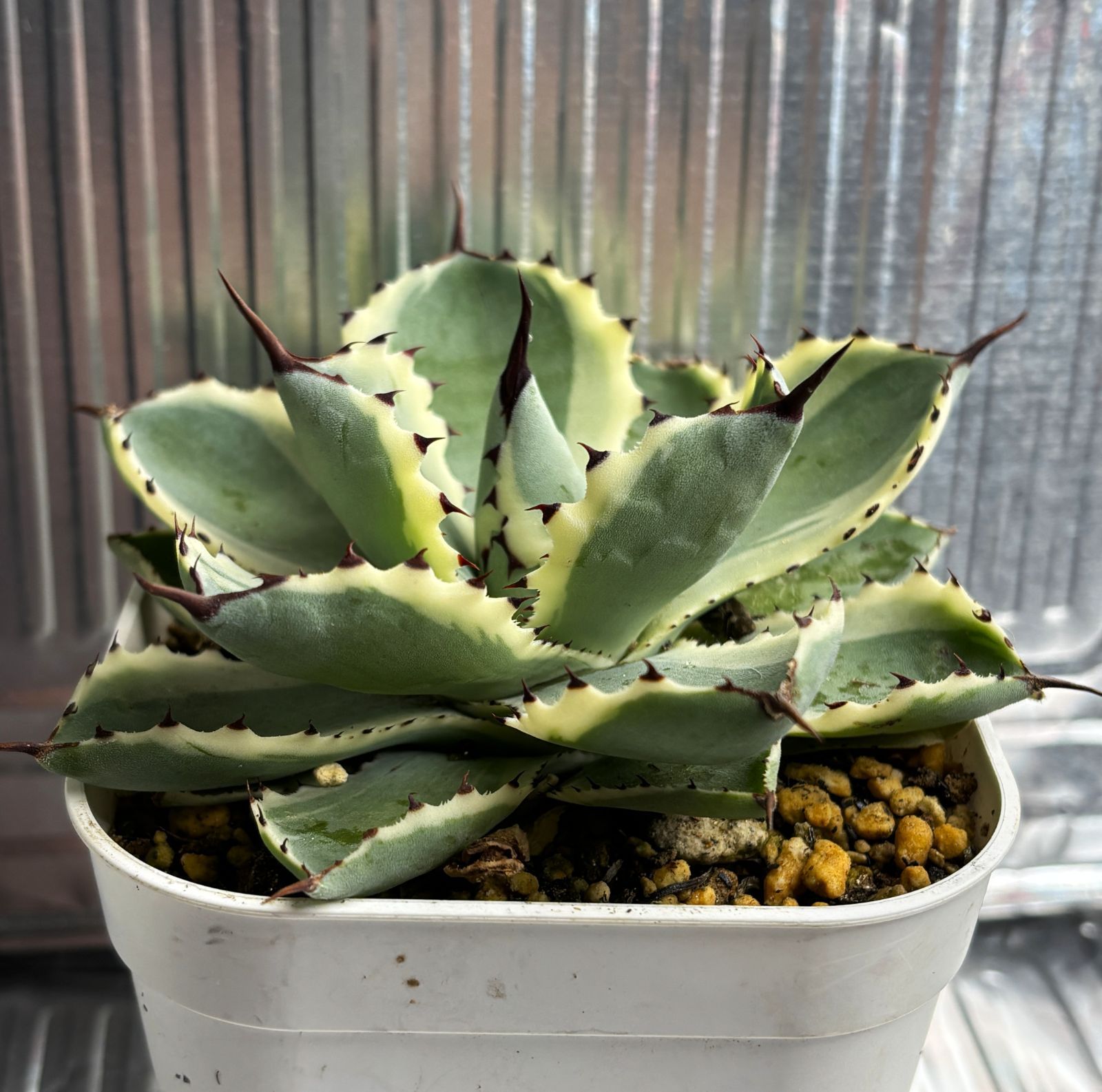 アガベ 吉祥冠錦 現品 発根済み 約12cm 斑入り - メルカリ