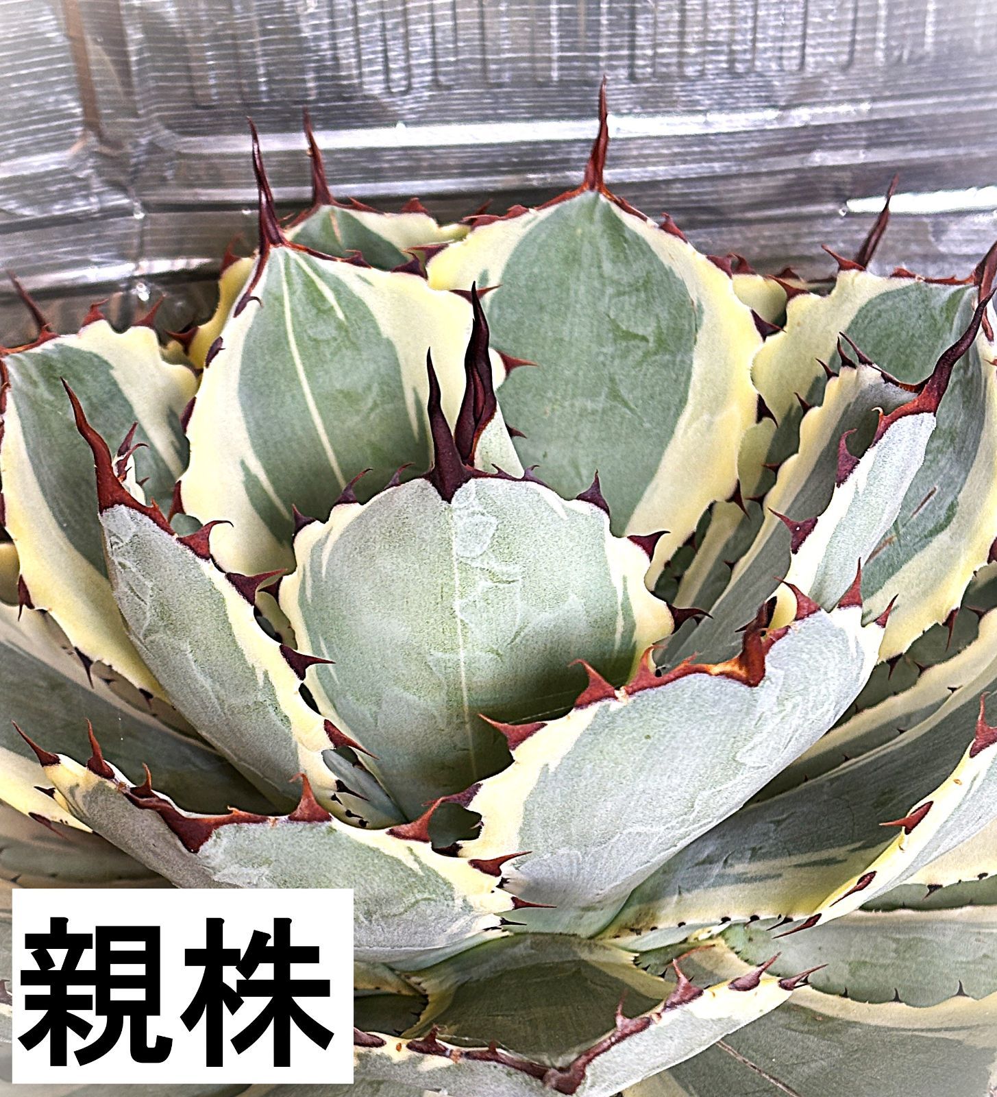 アガベ 吉祥冠錦 現品 発根済み 約12cm 斑入り - メルカリ