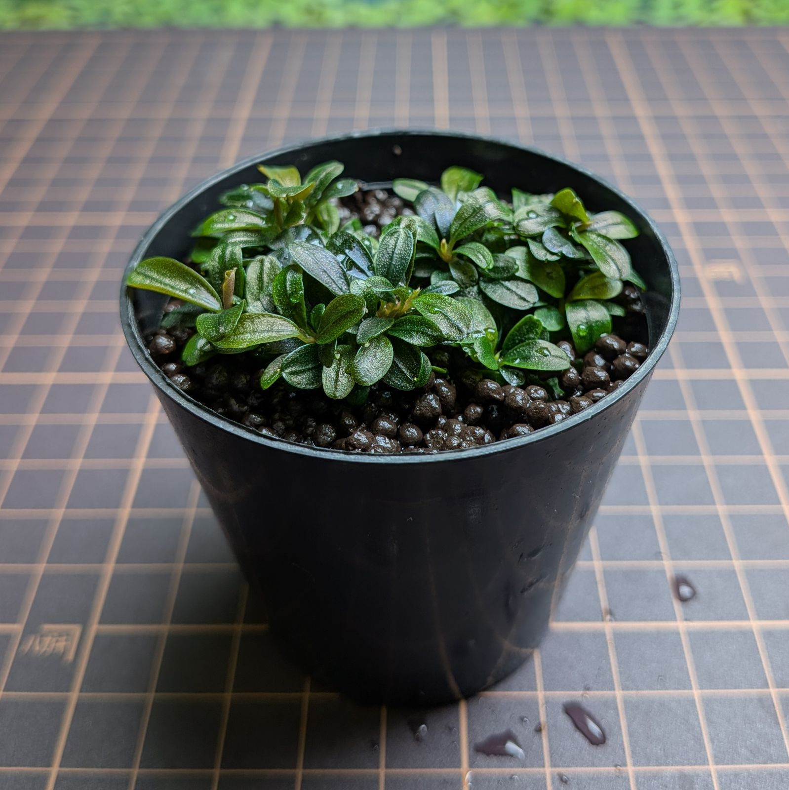 ブセファランドラsp.クダガン ミニラウンド - メルカリ