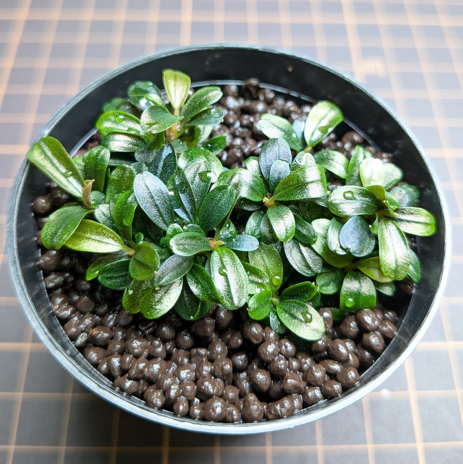 ブセファランドラsp.クダガン ミニラウンド - メルカリ