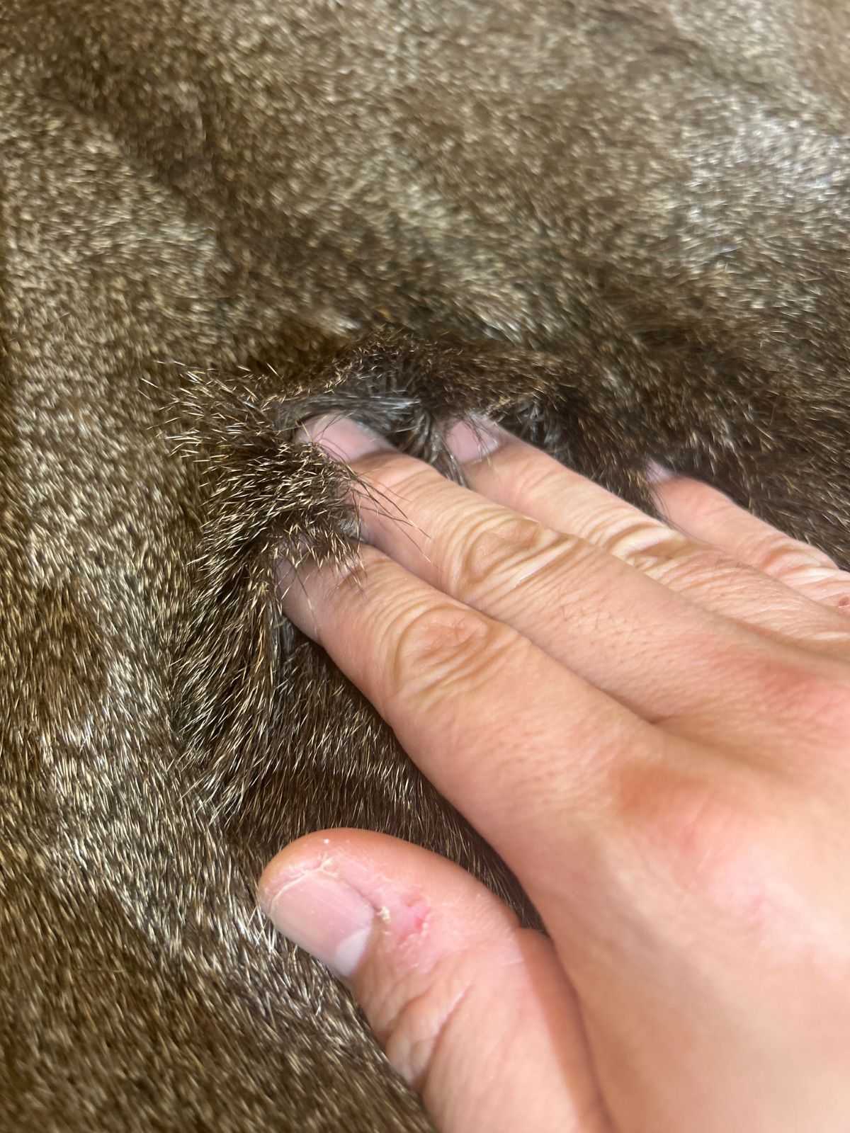 鹿の毛皮 ラグ敷物 毛革 鹿革 鹿14 ブッシュクラフト 野営 キャンプ