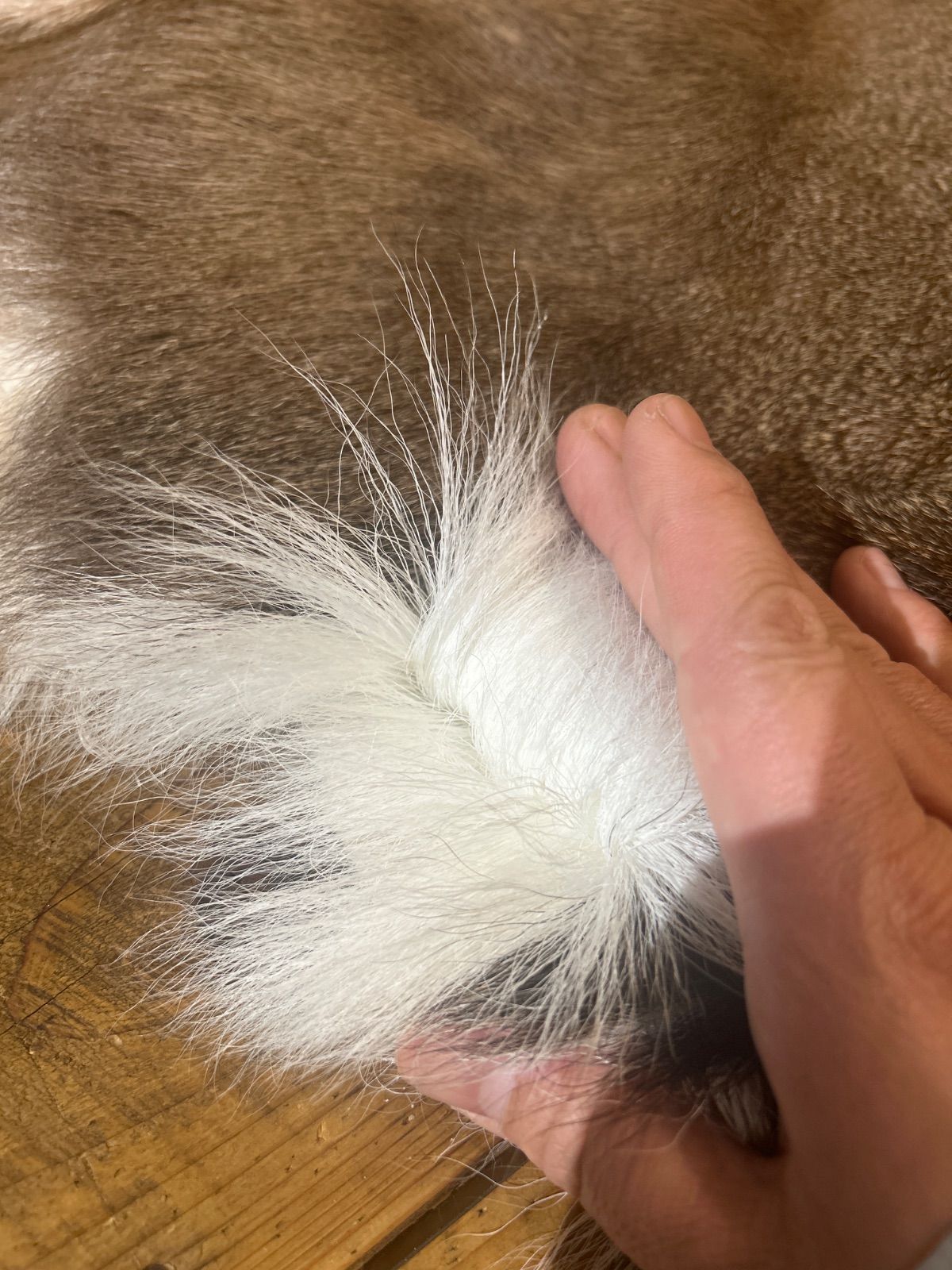 鹿の毛皮 ラグ敷物 毛革 鹿革 鹿14 ブッシュクラフト 野営 キャンプ